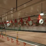 چراغ آویز هما مازی نور مناسب مرغ گوشتی